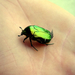 green bug by depokid