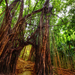Trey Ratcliff - Hawaii - Path Through the Bamboo Forest-XL