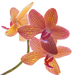 OrchideaK