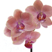 orchidea2