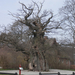800 éves fám