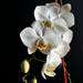 Fehér orchidea...