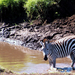 Zebra a vízben
