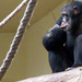 Veszprémi állatkert Csimpánz