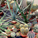 Kaktuszok 1