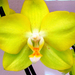 Orchidea 22