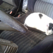 Macska az autóban
