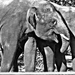 Ázsiai elefántok