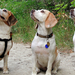 Három beagle