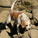 Nincs lekűzdhetetlen akadály egy beagle számára