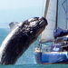 40-ton-whale-crash-lands--006