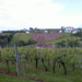 Fotó1035 A szőlőhegy osztrák oldala