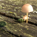 DSCF0148 Kis gombák egy erdei asztalon, ősszel
