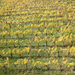 IMG 4739 Eisenberg, sárguló szőlő a kilátó alatt
