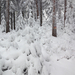 IMG 6049 Csodálatos havas-deres erdő 800 m felett