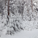 IMG 6050 Csodálatos havas-deres erdő 800 m felett