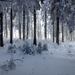 IMG 6063 Csodálatos havas-deres erdő az Írottkő közelében