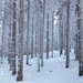 IMG 6067 Csodálatos havas-deres erdő az Írottkő közelében