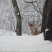 PICT0184 Kiváncsiskodó róka a kilátónál