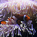 nemo