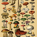 mushroom-drawings