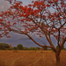 23 delonix regia - flame of the forest