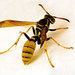 wasp