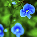 kék virág2