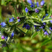 Kis kék virág
