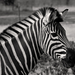 Zebra portré