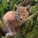 800px-Lynx kitten Bernard Landgraf-1
