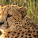 cheetah-175087 640