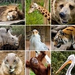 7521444-collage-photo-composition-of-some-wild-animals