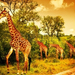 15015777-kép-egy-dél-afrikai-zsiráfok,-nagy-család-legelnek-a-va