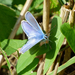 Fénylő kék pillangó :)