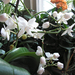egy az otthoni orchideák közül, SzG3