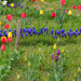 A pilisborosjenői tulipános kert, SzG3