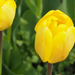 A pilisborosjenői tulipános kert, Orange lion, SzG3