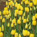 A pilisborosjenői tulipános kert, Golden apeldoorn, SzG3