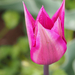 A pilisborosjenői tulipános kert, Purple dream, SzG3
