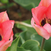A pilisborosjenői tulipános kert, Queenstown, SzG3