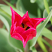 A pilisborosjenői tulipános kert, Pretty women, SzG3