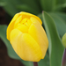 A pilisborosjenői tulipános kert, Darwin hibriden mix, SzG3