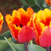 A pilisborosjenői tulipános kert, Tiano, SzG3