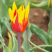 A pilisborosjenői tulipános kert, Fire wings, SzG3