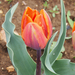 A pilisborosjenői tulipános kert, Princess irene, SzG3