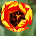 A pilisborosjenői tulipános kert, Banja luka, SzG3