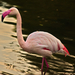 flamingó