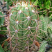 kaktuszaim01
