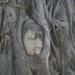 A fa fogságában (Ayutthaya)